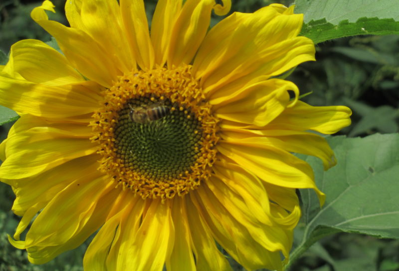 zonnebloemen etc aug 2017 085
